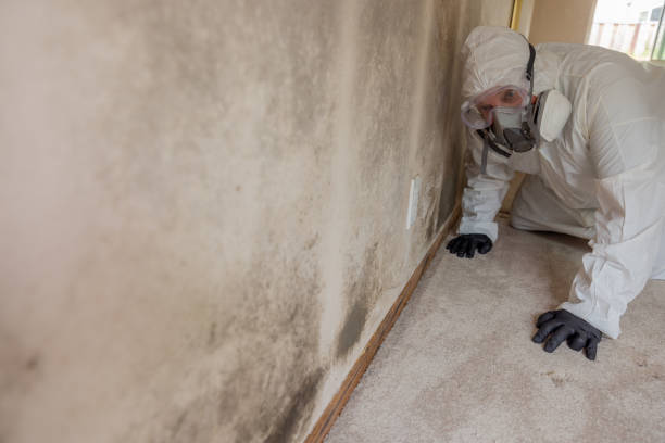 Evart, MI Mold Removal Services Company